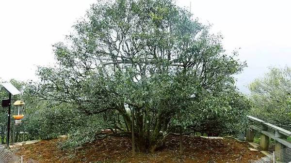 相传南宋幼帝在潮州凤凰山植下茶树,如今又到一年采摘