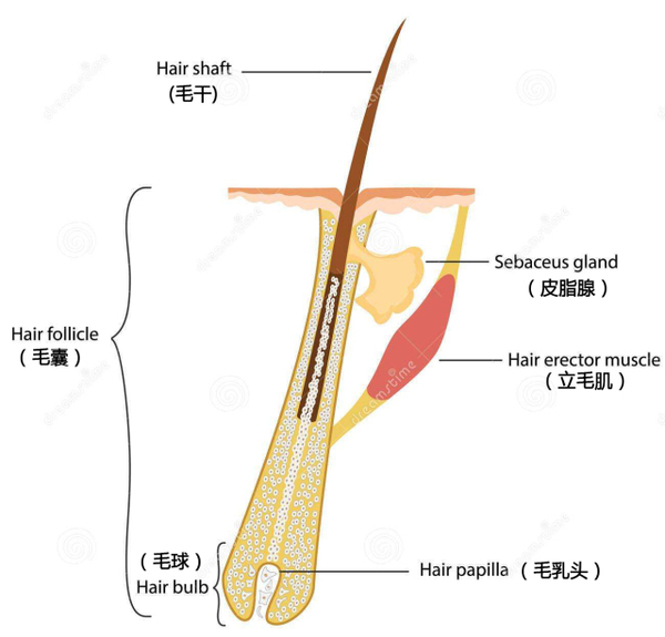 永久脱毛什么原理(2)