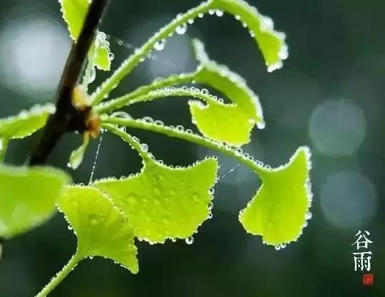 谷雨来了!这件必做的事,今年你只剩一次机会了
