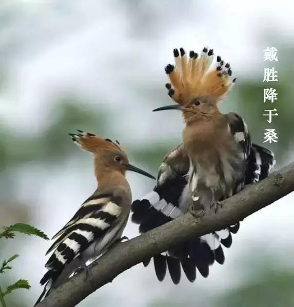 谷雨三候"第一候萍始生;第二候鸣鸠拂其羽;第三候为戴胜降于桑.