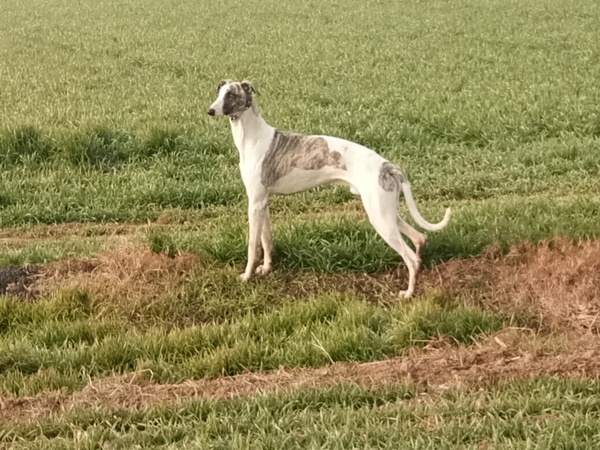 格惠串体型标准 格力犬标准