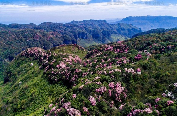 金佛山上,有闻名世界的"杜鹃王树".
