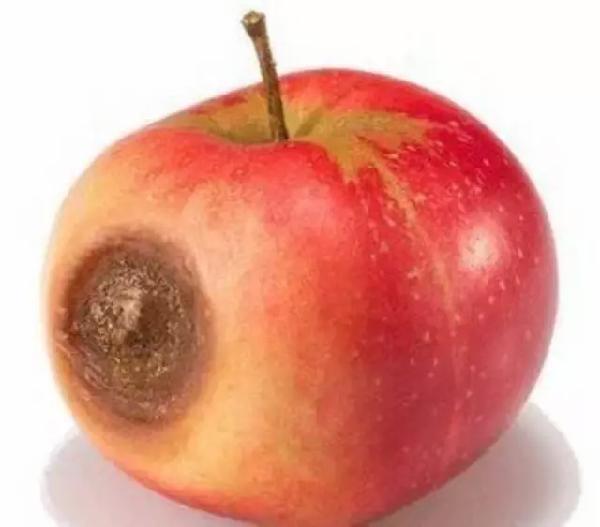 你一定很好奇 吃烂苹果很容易致癌是真是假?