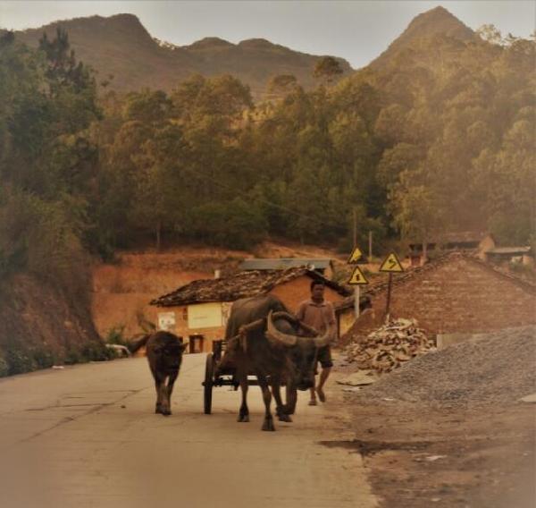 电脑上wap网:上海旅客抓拍山村匆忙赶路 现云南唯美乡野牧牛图-旅游