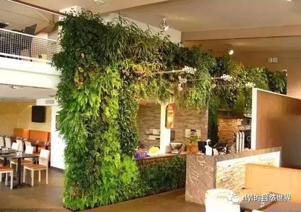 95%的人不知道：这样设计室内绿化方案，植物10年不死