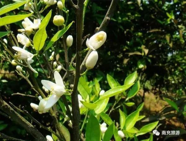 花花世界夏梦记——橙花