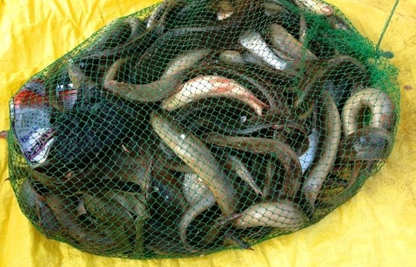 刺鳅客家话叫猪麻锯,6支抛竿狂拉,够吃一顿了!
