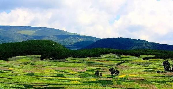 差点忘了,来鹤庆 一定要去马耳山看漫山的杜鹃花.