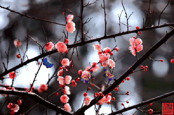 来源:姑苏晚报 春天, 是百花齐放的季节. 梅花,桃花,玉兰花,油菜花.