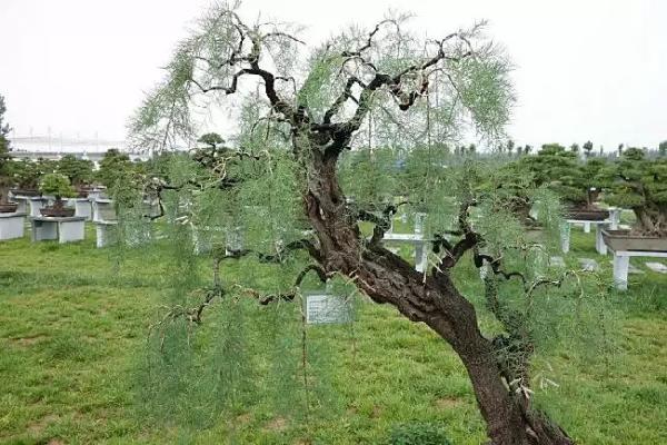 柽柳生长快,根系发达,萌发力强,可塑性强,是极佳的盆景树材.