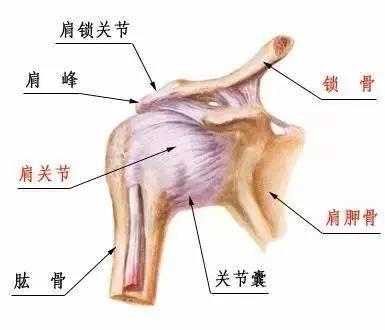 肩膀疼痛是肩周炎吗?该怎么办?