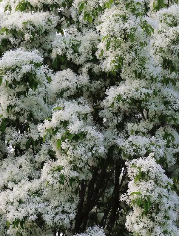 仰望这花浓如云的流苏树 宛如整棵树都结满了白色雪球 在蓝天白云