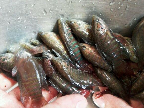 儿时常见的野生小鱼,有吃过多少种呢?