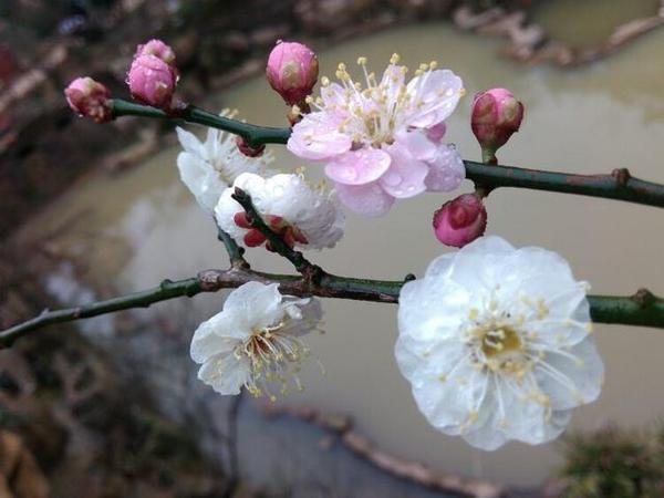 福州鼓岭梅花园双色梅