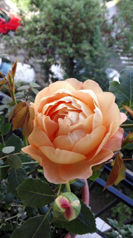 月季盛开的季节,花友们都出来放毒了—夏洛特女郎