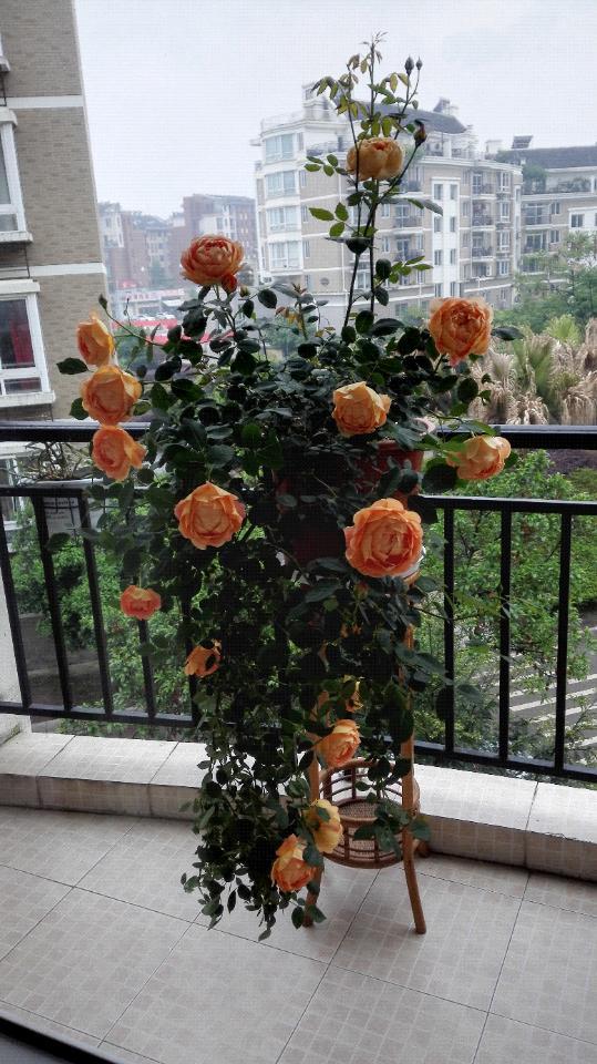 月季盛开的季节,花友们都出来放毒了—夏洛特女郎