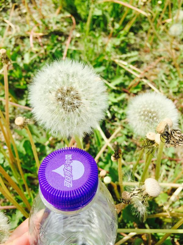 市区竟隐藏着万亩蒲公英花海 这里的传奇老西安也未必