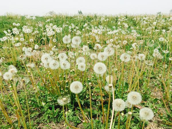 市区竟隐藏着万亩蒲公英花海 这里的传奇老西安也未必