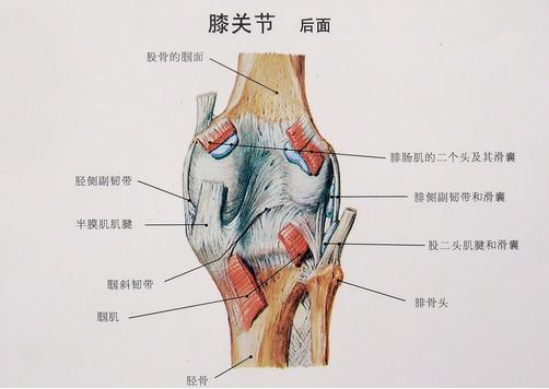 这样的结构恰好使股骨髁在胫骨平台上形成一较深的凹陷,从而使球形的