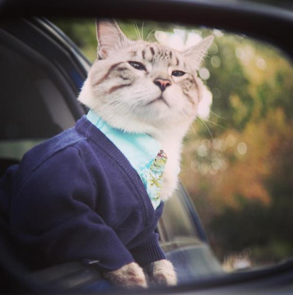 从流浪猫到网红,这只猫咪走上了猫生巅峰