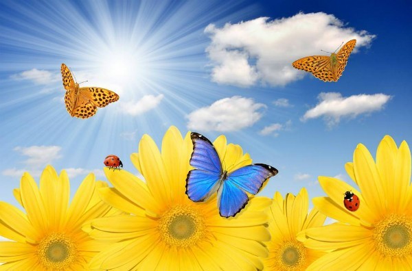 猜成语蓝天太阳花_蓝天白云太阳花图片