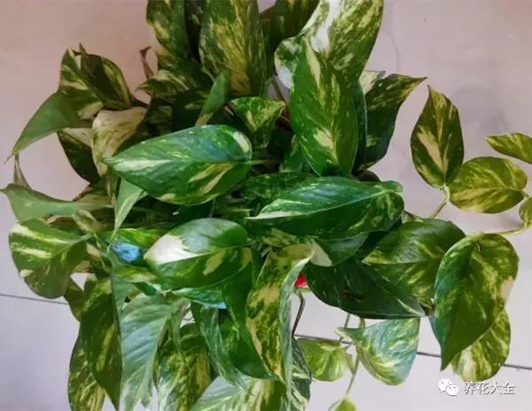 绿萝开花是什么样子