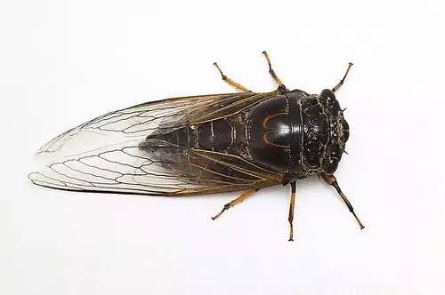 雀 螳螂 知了猜一成语_雀尾螳螂虾(2)