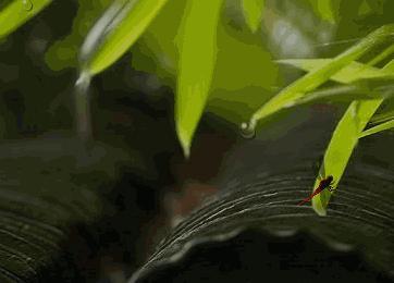 凉风轻轻皆寂静 连强落墨竹林中