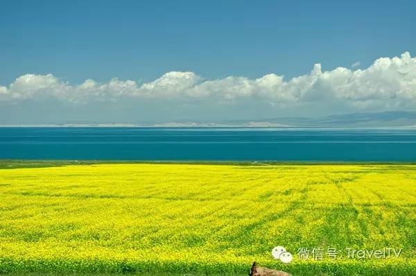 青海湖简谱_青海湖图片风景