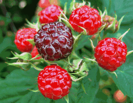 壁纸 花 矢量 水果 小果 植物 桌面 450_349 gif 动态图 动图