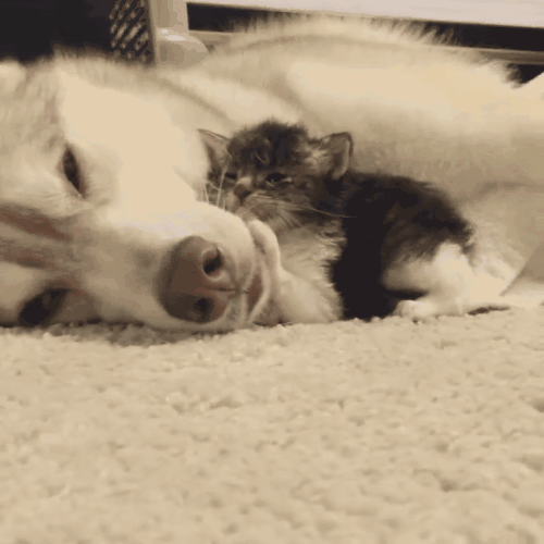 哈士奇救援命危小猫喵,猫狗间的温馨感情超暖心!