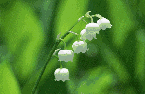 清明时节 细雨纷纷,愿你万事顺顺,未来亮锃锃!