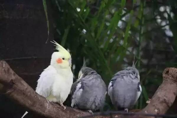 绿毛鹦鹉排排站,呆萌(≥▽≤)/↓↓↓
