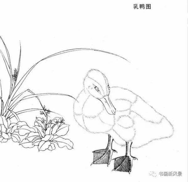 宋代花鸟经典白描画稿,极品收藏!