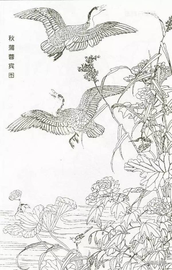 宋代花鸟经典白描画稿,极品收藏!