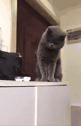 喵星人做坏事时,被主人大吼一声吓懵逼,然后这货的反应笑哭网友