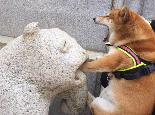天生演员,柴犬把手放石像嘴里,浮夸表情打满分