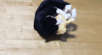 391_209gif 动态图 动图