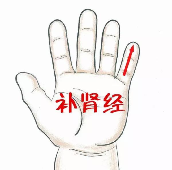 补肾经