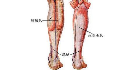 腓肠肌比比目鱼肌群力量不足或柔韧性差,上述情况都会让肌肉疲劳-肌腱