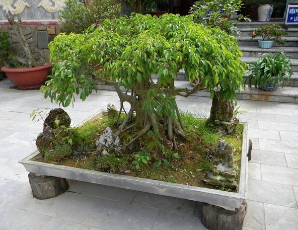 榕树盆景的养护管理方法