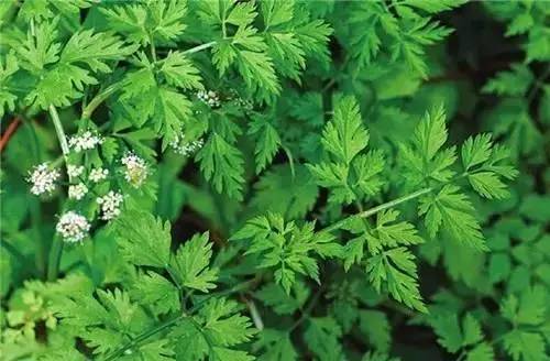 野芹菜图片