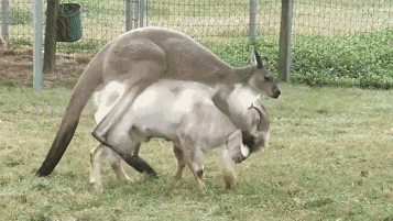 搞笑gif:朋友圈装逼图的背后辛苦