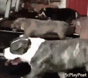 这就是练腿后第二天的你,哈哈哈.