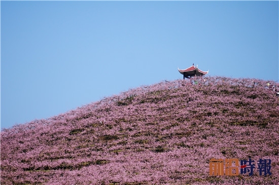 贵州岑巩:第二届桃花文化旅游节客楼开幕