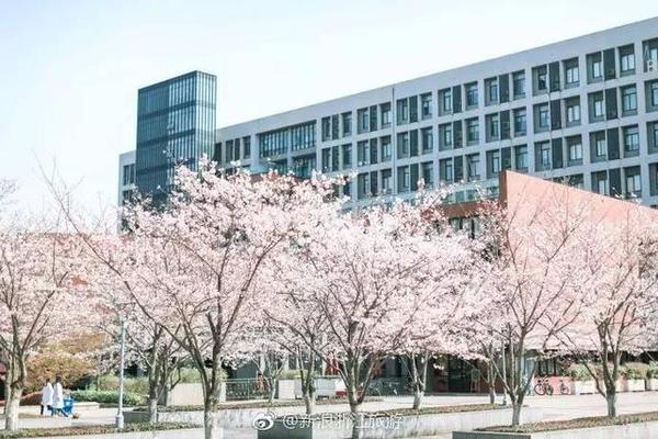 杭州最浪漫校园是紫荆港的浙大 漫天樱花粉色的梦