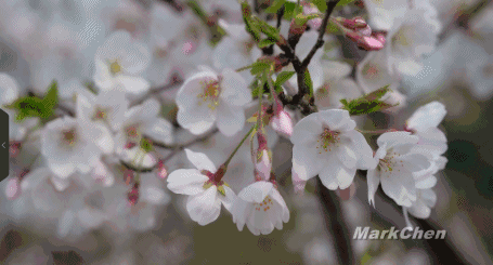 想象一下 打樱花树下经过,飘落的花瓣落在肩头, 整个画面唯美得不可