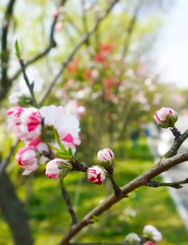 迎春花简谱_迎春花简谱歌谱(3)