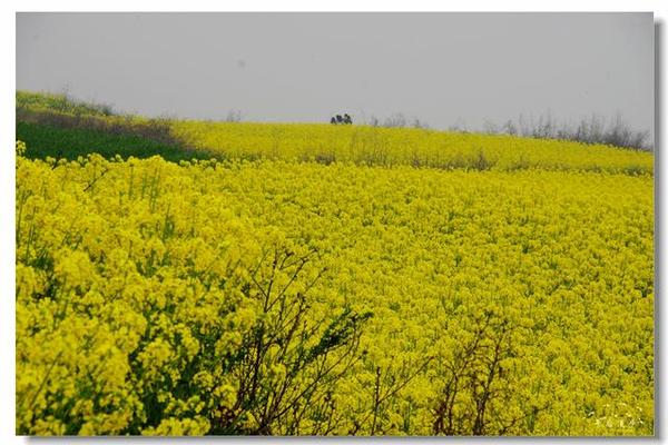 长安区魏寨梯田油菜花场面十分壮观