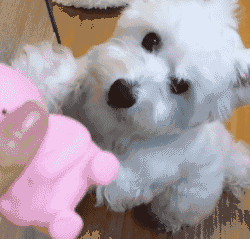 超可爱的软白萌——西高地,又是一个成精了的毛绒玩具